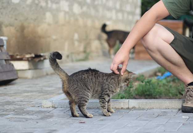 Как защитить себя от опасных заболеваний, передаваемых уличными кошками