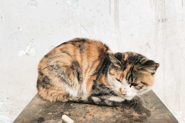 Пути передачи инфекций от домашних животных на уличных кошек