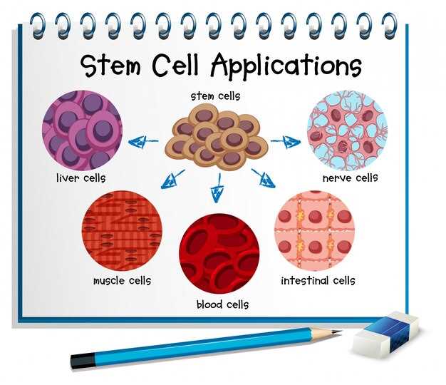Какие клетки крови участвуют в образовании антител