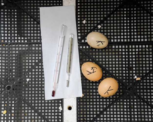 Основные этапы прикрепления плодного яйца к стенке матки